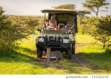 Female leopard stands by jeep watching camera Female leopard stands by jeep watching camera 135182270