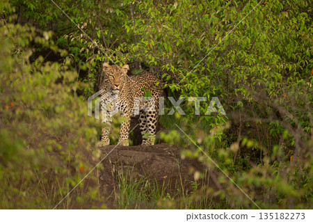Female leopard stands looking down from rock 135182273