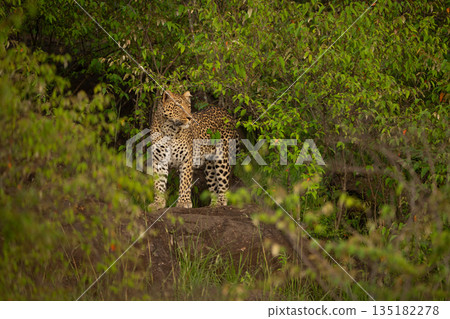 Female leopard stands on rock turning head Female leopard stands on rock turning head 135182278