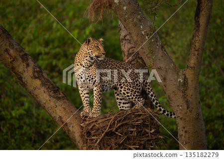 Female leopard stands turning head on nest Female leopard stands turning head on nest 135182279