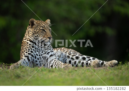 Female leopard turns head lying on grassland Female leopard turns head lying on grassland 135182282