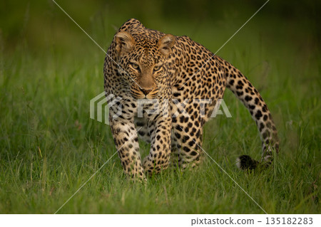 Female leopard walks toward camera lifting forepaw 135182283