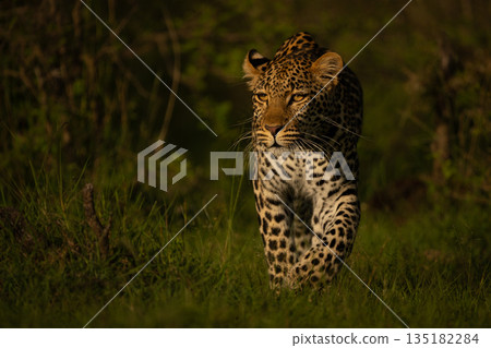 Female leopard walks toward camera through bushes Female leopard walks toward camera through bushes 135182284