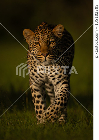 Female leopard walks towards camera in sunshine 135182285