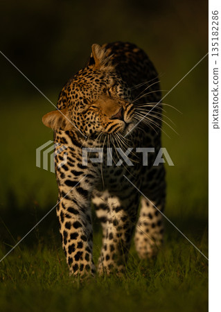 Female leopard walks towards camera shaking head Female leopard walks towards camera shaking head 135182286