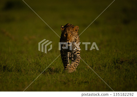 Female leopard with catchlight walks towards camera 135182292