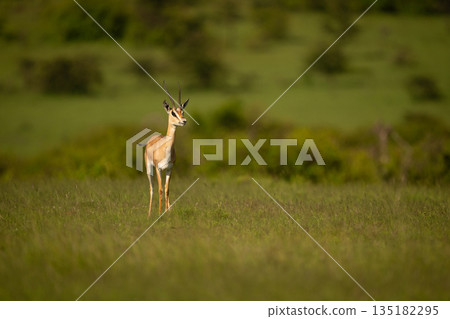 Grant gazelle stands on grassland watching camera Grant gazelle stands on grassland watching camera 135182295
