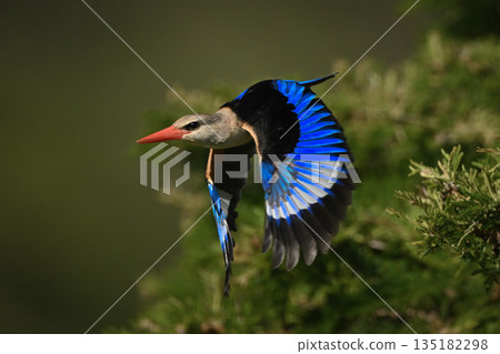 Grey-headed kingfisher flies away from leafy bush 135182298