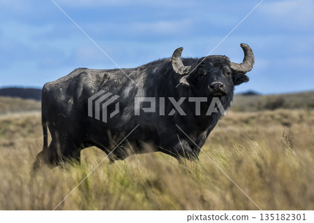 Water buffalo, Bubalus bubalis, species introduced in Argentina, La Pampa province, Patagonia. Water buffalo, Bubalus bubalis, species introduced in Argentina, La Pampa province, Patagonia. 135182301