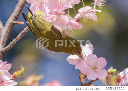 Medicine sucking honey from Kawazu cherry tree 135182321
