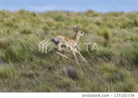 Blackbuck Antelope in Pampas plain environment, La Pampa province, Argentina Blackbuck Antelope in Pampas plain environment, La Pampa province, Argentina 135182336