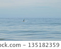 Man with SUP Stand Up Padle Paddle Sky view in Corsica bay on the Ocean 135182359