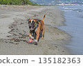German Boxer Dog plyaing ball at Golf Sagone Corsica France beautyful sand Beach boats mountain village Tourism concept 135182363
