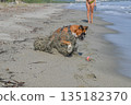 German Boxer Dog plyaing ball at Golf Sagone Corsica France beautyful sand Beach boats mountain village Tourism concept 135182370