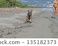 German Boxer Dog plyaing ball at Golf Sagone Corsica France beautyful sand Beach boats mountain village Tourism concept 135182373