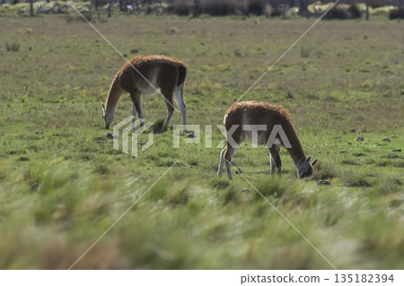 Lama animal, , in pampas grassland environment, La Pampa province, Patagonia,  Argentina 135182394