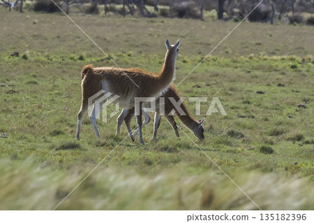 Lama animal, , in pampas grassland environment, La Pampa province, Patagonia,  Argentina 135182396