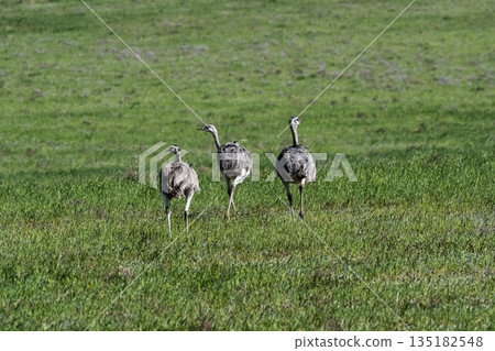 Greater Rhea, Rhea americana, in Pampas coutryside environment, La Pampa province, ,Brazil. 135182548