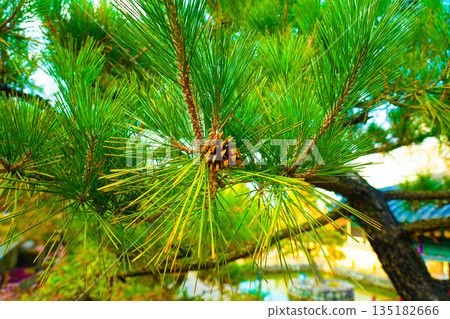 Pine Tree with needles and Pine Cone. Pine tree branch with cones in autumn 135182666