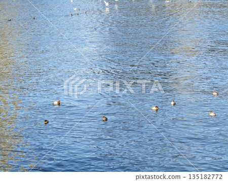 花見河口冬季的候鳥 135182772