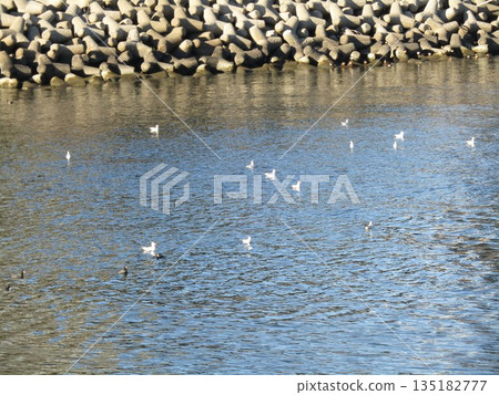 冬天在花見川河口遷徙的黑頭鷗 135182777