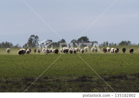 Steers and sheeps fed on pasture, La Pampa, Argentina 135182802