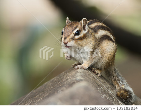 Chipmunk staring 135182814