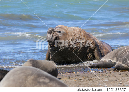 Elephant seal family, Peninsula Valdes, Patagonia, Argentina Elephant seal family, Peninsula Valdes, Patagonia, Argentina 135182857