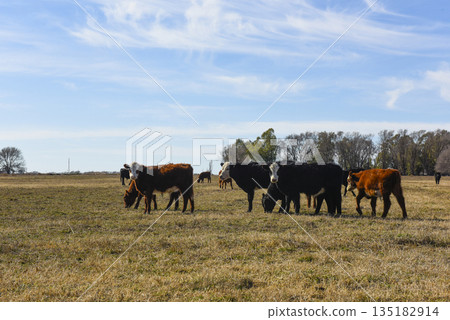 Cows grazing in the field, in the Pampas Cows grazing in the field, in the Pampas 135182914