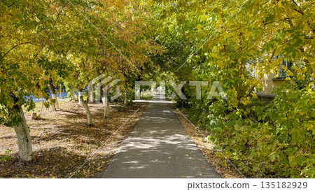 Straight asphalt walkway through an alley of green and yellow autumn trees on a sunny day. Straight asphalt walkway through an alley of green and yellow autumn trees on a sunny day. 135182929