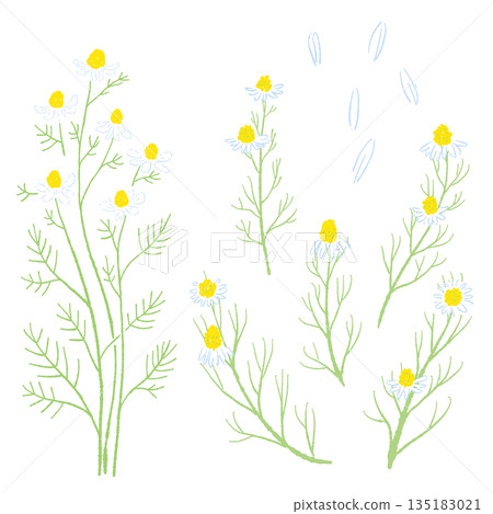 手繪彩色洋甘菊插圖（邊框、花圈、圖案等） 135183021