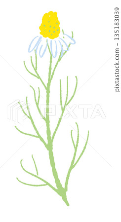 Hand-drawn color illustrations of chamomile (frames, wreaths, patterns, etc.) 135183039