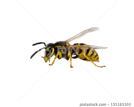 Wasp isolated on white background 135183103