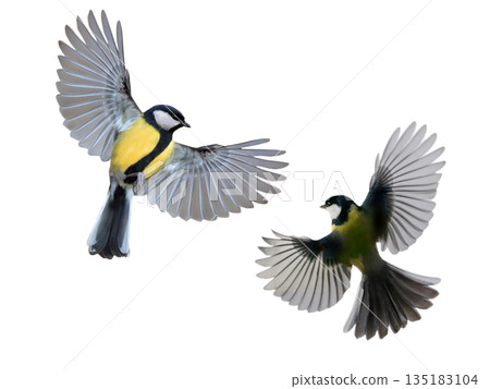 two great tit in flight isolated on white background two great tit in flight isolated on white background 135183104