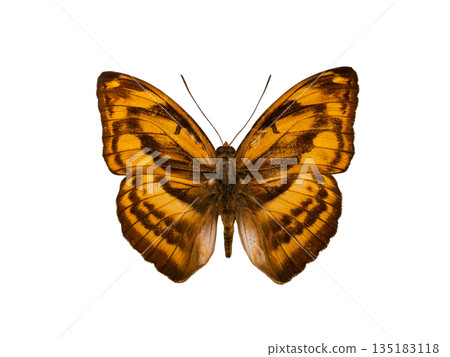 butterfly Abrota ganga pulcheria isolated on white background butterfly Abrota ganga pulcheria isolated on white background 135183118