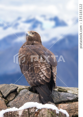 large eagle sitting against the backdrop of mountains 135183122