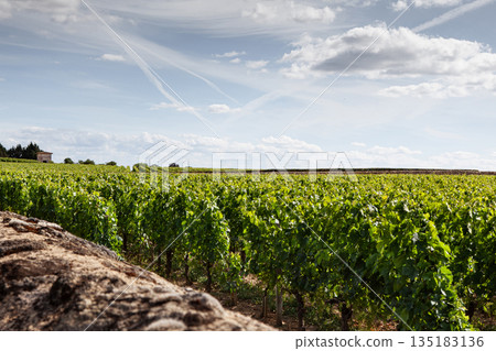 Rows of vines and a stone wall on a property 135183136
