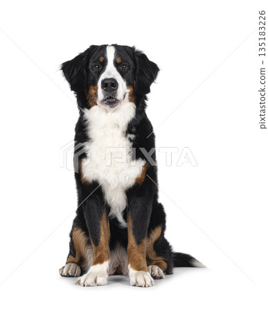 Berner Sennen on white background 135183226