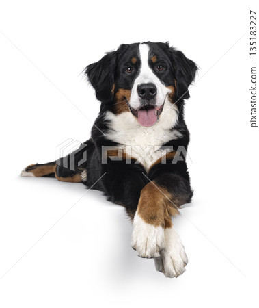 Berner Sennen on white background 135183227