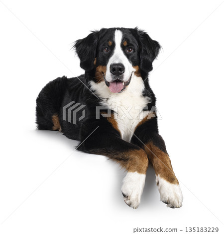 Berner Sennen on white background 135183229