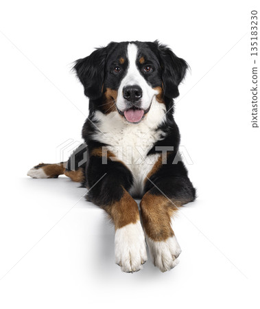 Berner Sennen on white background 135183230