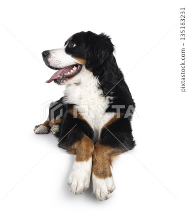 Berner Sennen on white background 135183231