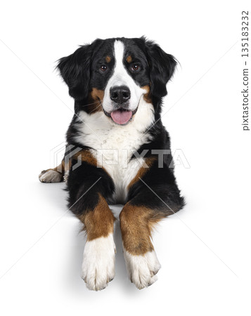 Berner Sennen on white background 135183232