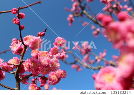 Vivid pink plum blossoms shining against the clear blue sky 135183254