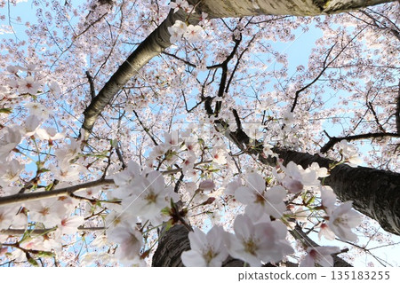 Looking up at the blue spring sky from under the cherry blossom trees in full bloom 135183255