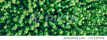 Lush green succulent carpet with dense tiny leaves and vibrant foliage creating Lush green succulent carpet with dense tiny leaves and vibrant foliage creating 135183458