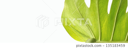 Close-up of vibrant green leaf with visible veins against white background Close-up of vibrant green leaf with visible veins against white background 135183459