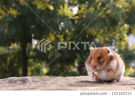 倉鼠和核桃 135183721