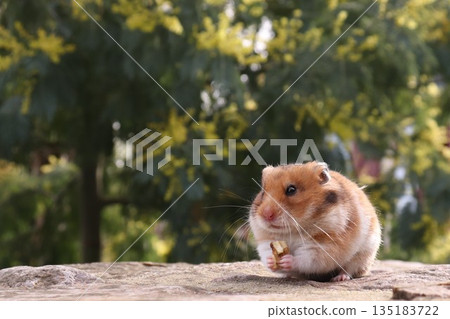 倉鼠和核桃 倉鼠和核桃 135183722