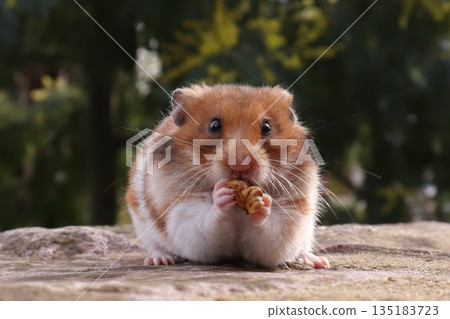 Hamster and Walnut Hamster and Walnut 135183723
